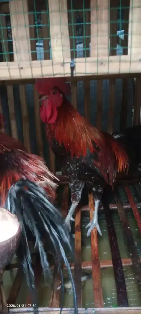 Ayam ketawa jantan 2 ekor