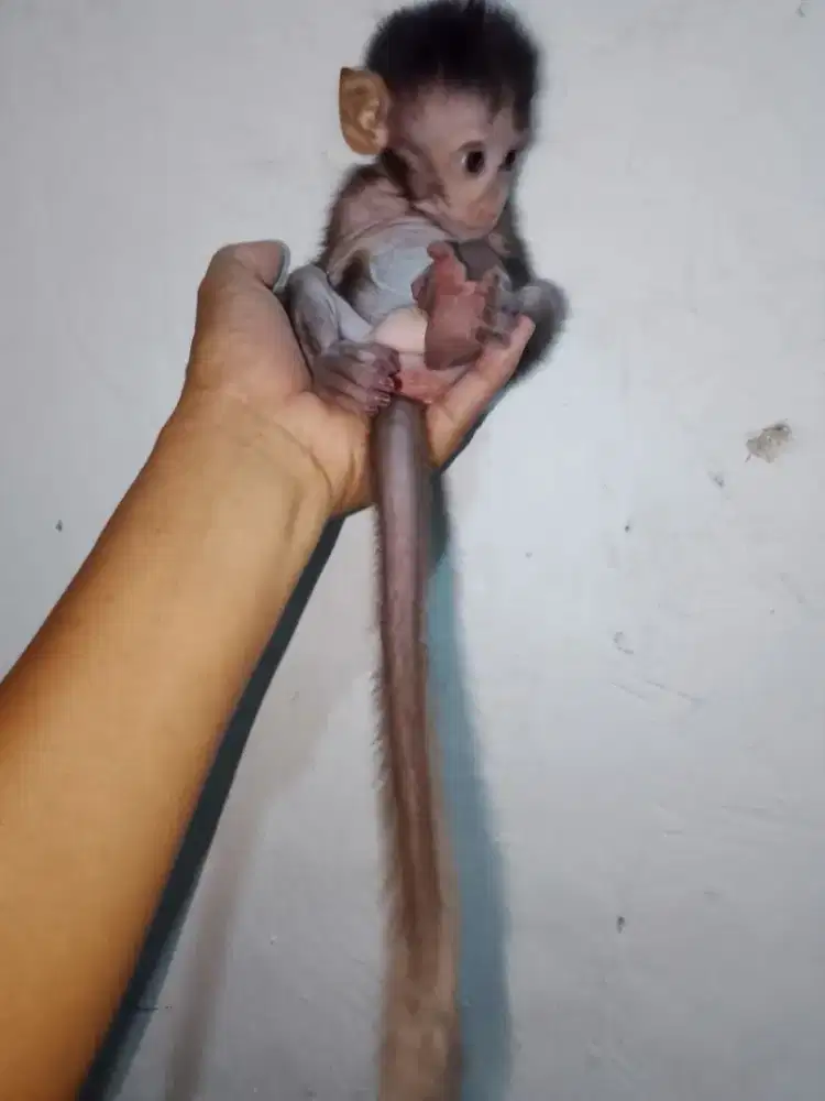 Cocok buat buat peliharaan di rumah