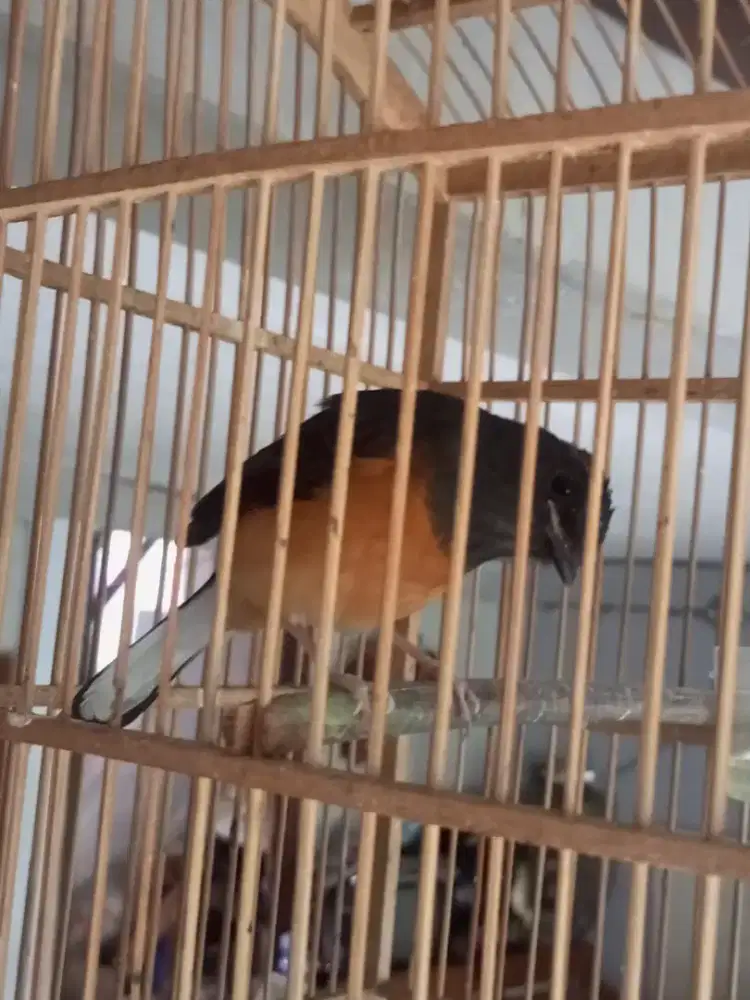 Murai Medan Betina Siapan