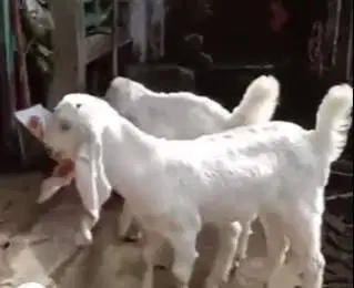 paketan 6 ekor bibit kambing etawa senduro 4 bulanan 1 jantan 5 betina