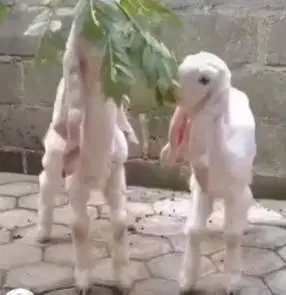 paketan 6 ekor bibit kambing etawa senduro 4 bulanan 1 jantan 5 betina