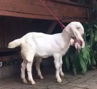 paketan 6 ekor bibit kambing etawa senduro 4 bulanan 1 jantan 5 betina