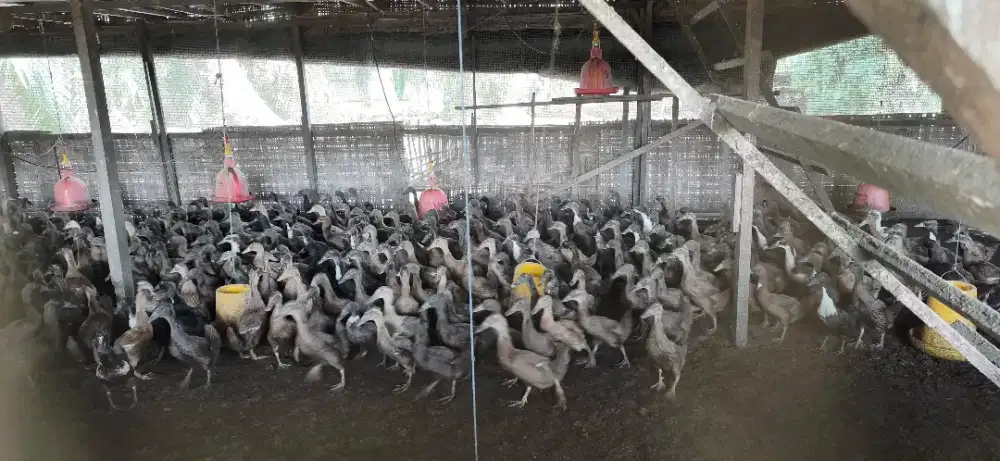 Bebek betina dan jantan