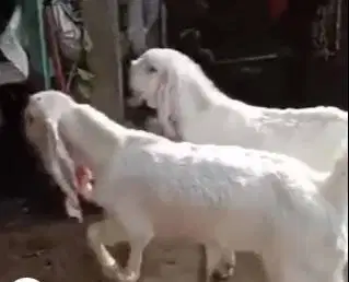 6 ekor bibit anakan kambing etawa senduro 4 bln 1 jantan 5 betina puas