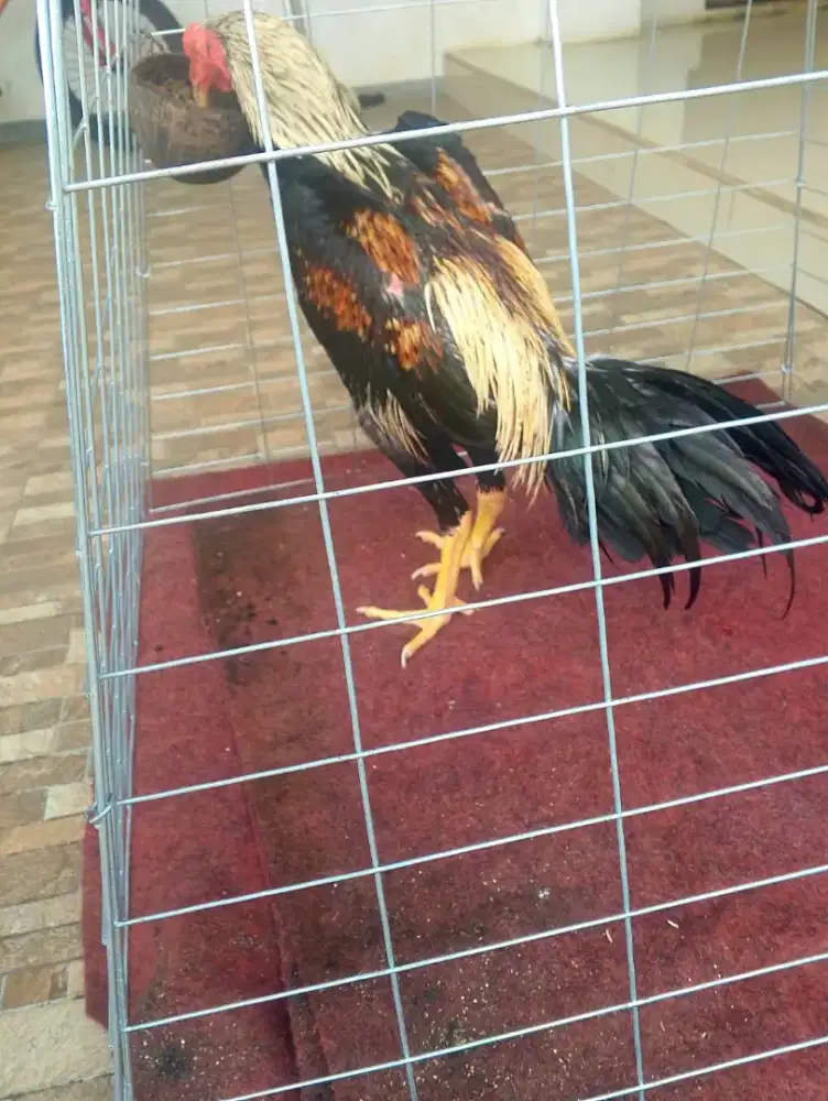 Ayam mangon 7 bln trah jawara