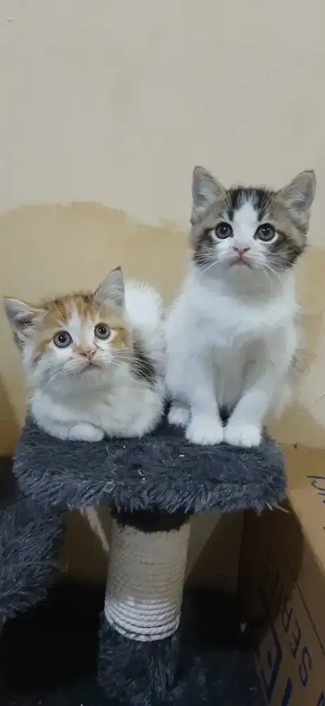 Anakan Persia Vs domestik