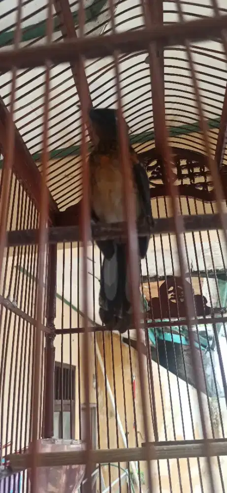 Murai Batu trah prestasi.prestasi x blorok