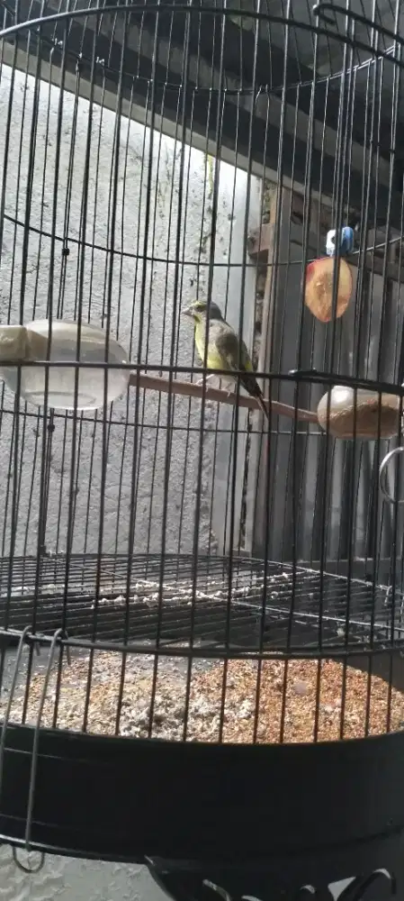 Mozambik harian gacor receh istimewa