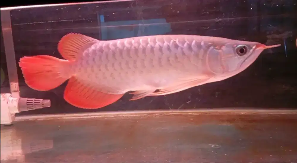 Arwana super red 30cm