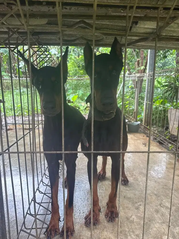Doberman sepasang