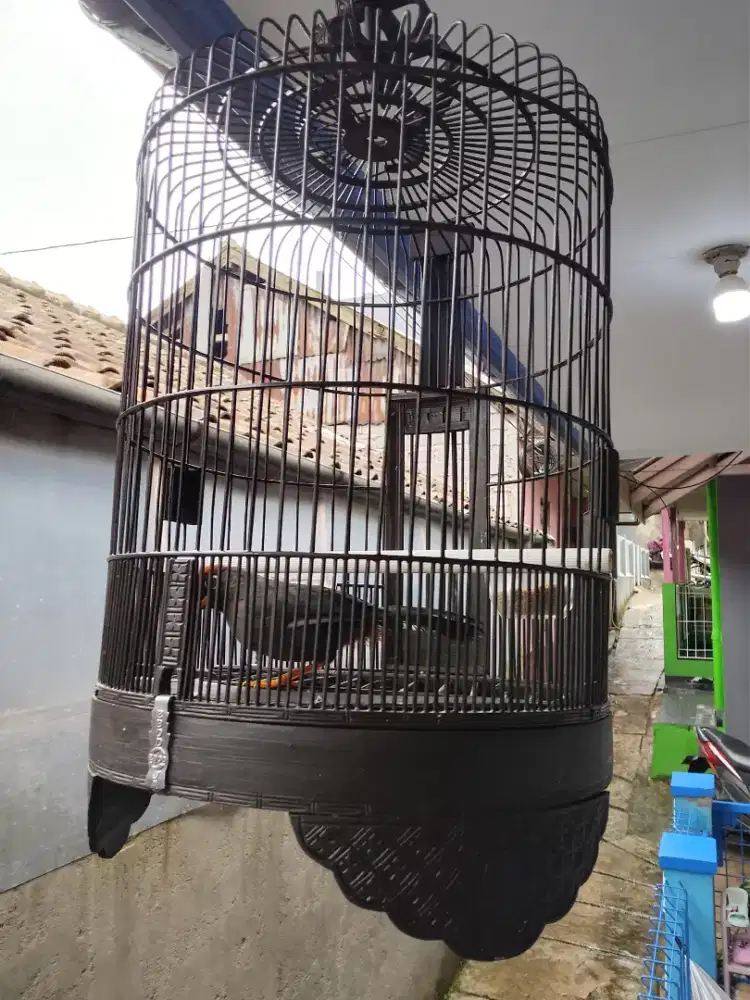 Poksay mandarin Fullset dan Kurungnya