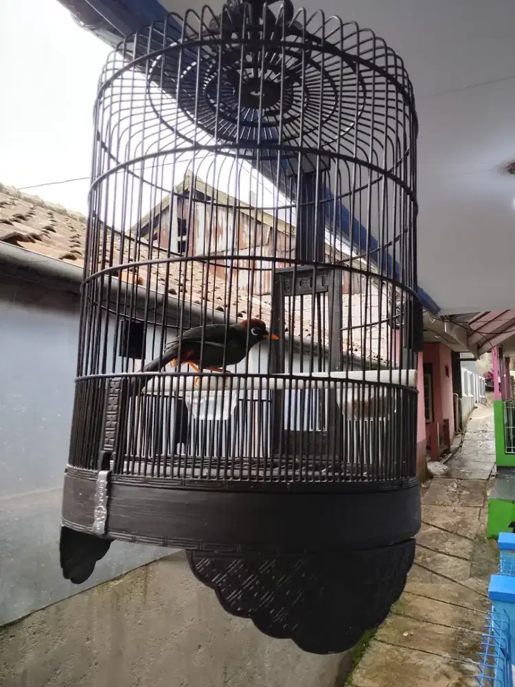 Poksay Mandarin dan kurungnya