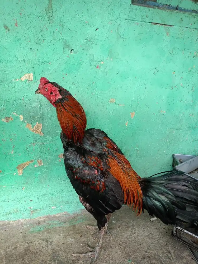 Ayam bangkok x mangon