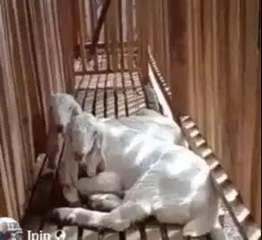 6 ekor anakan kambing etawa senduro 4 bln 1 jantan 5 betina jamin puas