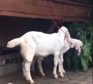 6 ekor anakan kambing etawa senduro 4 bln 1 jantan 5 betina jamin puas