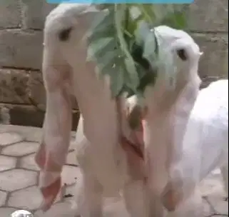 6 ekor anakan kambing etawa senduro 4 bln 1 jantan 5 betina jamin puas