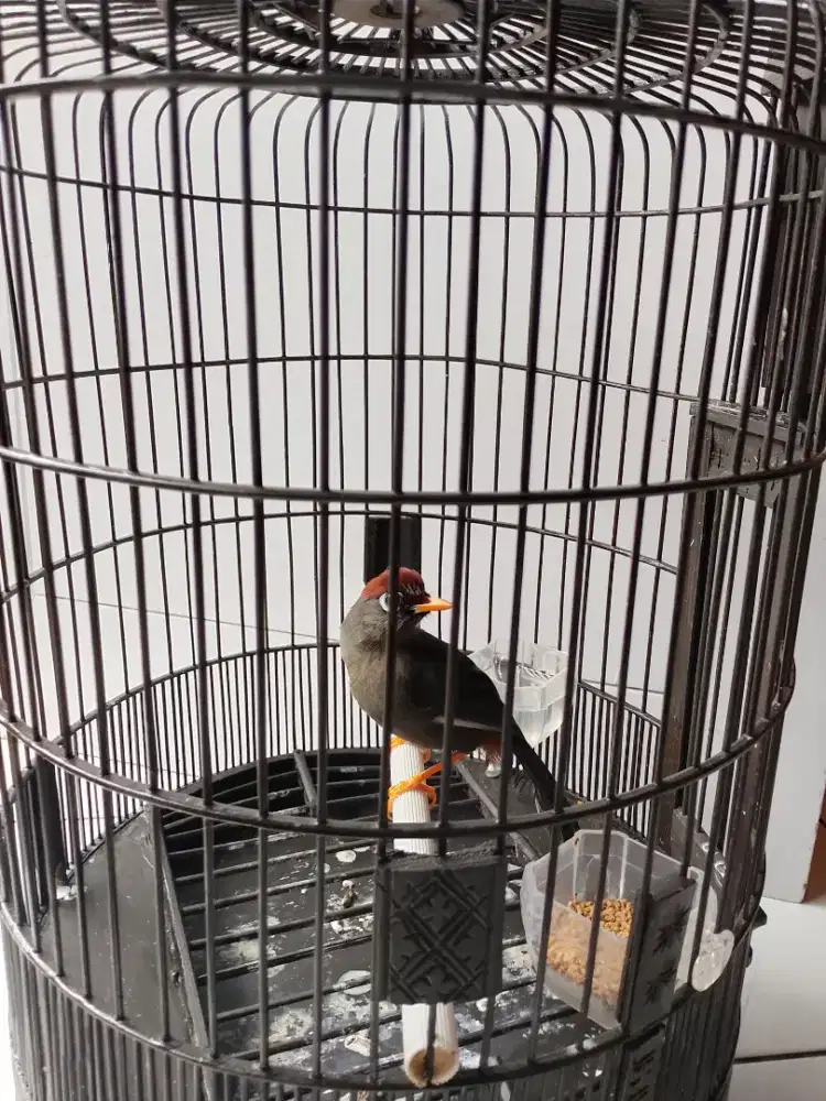 Poksay mandarin dan sangkar burungnya