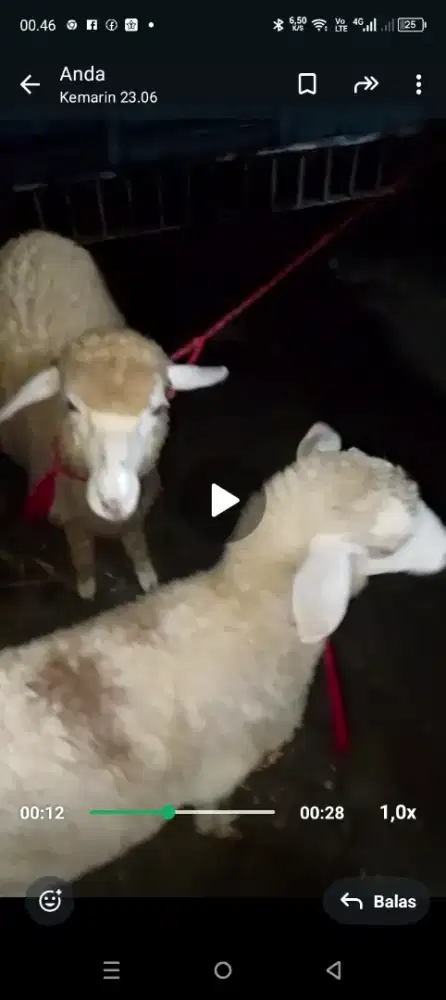 Di jual domba betina cros texel  5 bulan