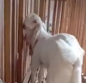 6 ekor anakan kambing etawa senduro 4 bln 1 jantan 5 betina super puas