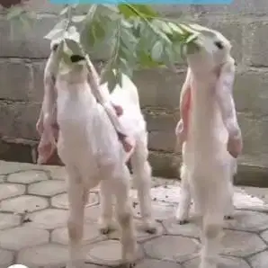 6 ekor anakan kambing etawa senduro 4 bln 1 jantan 5 betina super puas