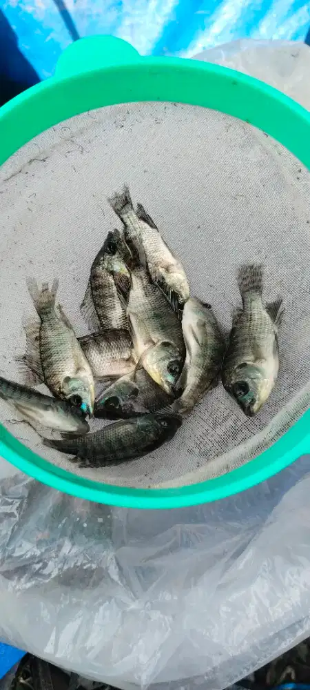 Ready bibit ikan Nila hitam/merah dll