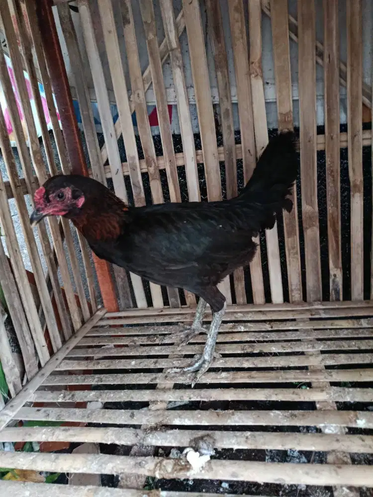 Ayam Bangkok Badan Besar