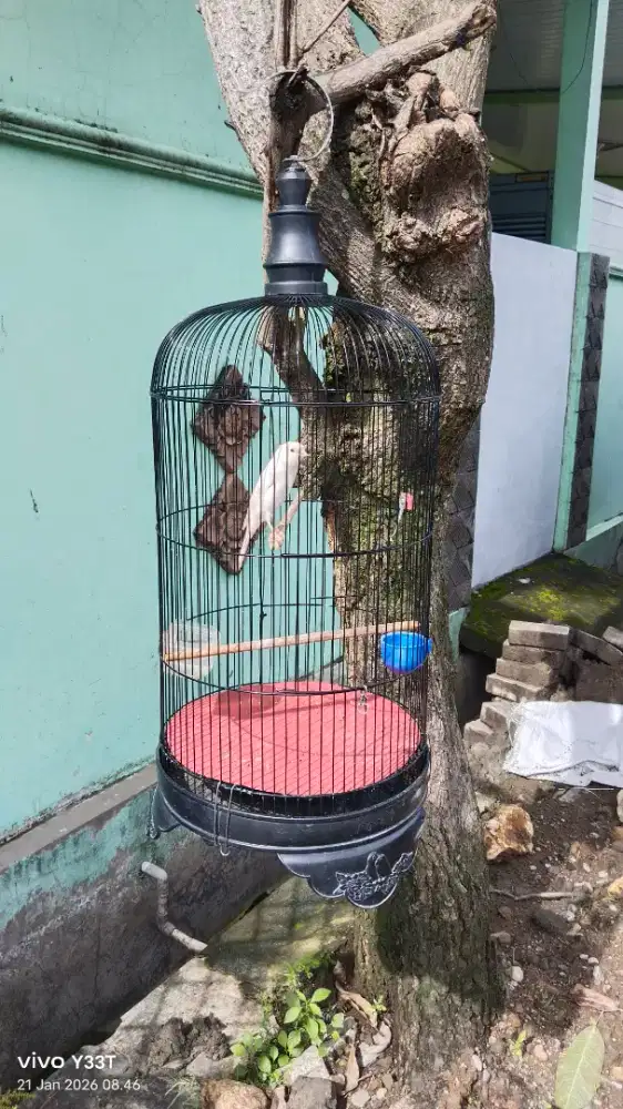 Kenari AF putih gacor