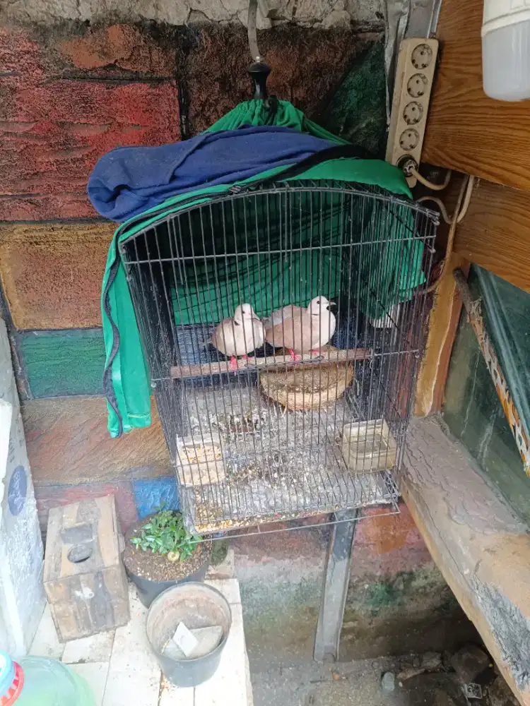 Burung puter lokal sepasang manggung fullset kandang baru besi kotak