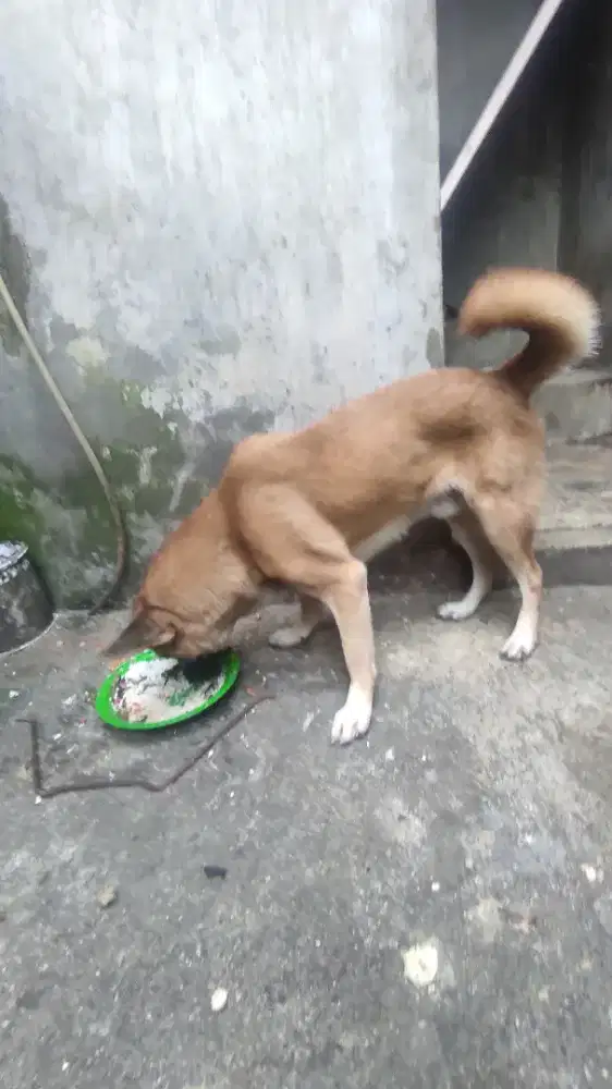 Di jual cepat anjing kampung, sehat, gemuk.