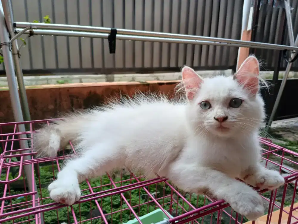 Kucing persimed betina 3bulan