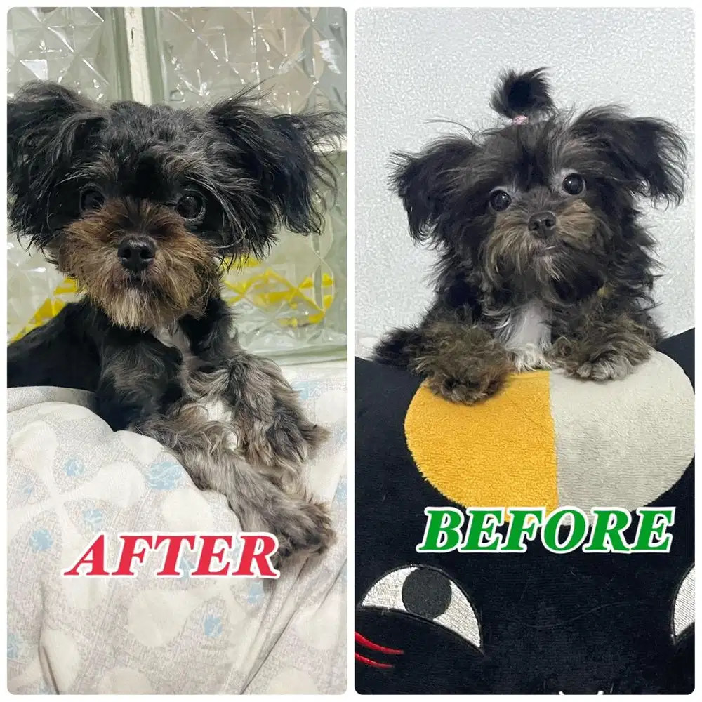 CHIPOO (CHIHUAHUA MIX POODLE) BETINA