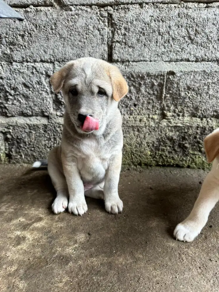 Jual anak anjing kintamani jantan