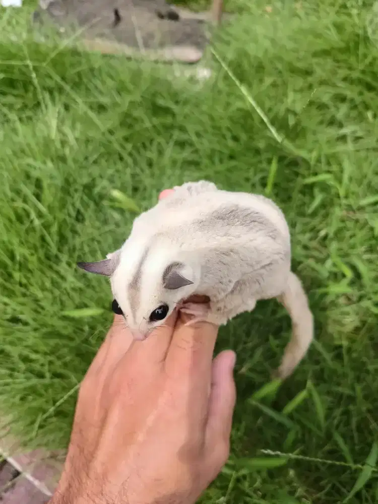 Sugar glider silver platinum jantan 3.5 bulan