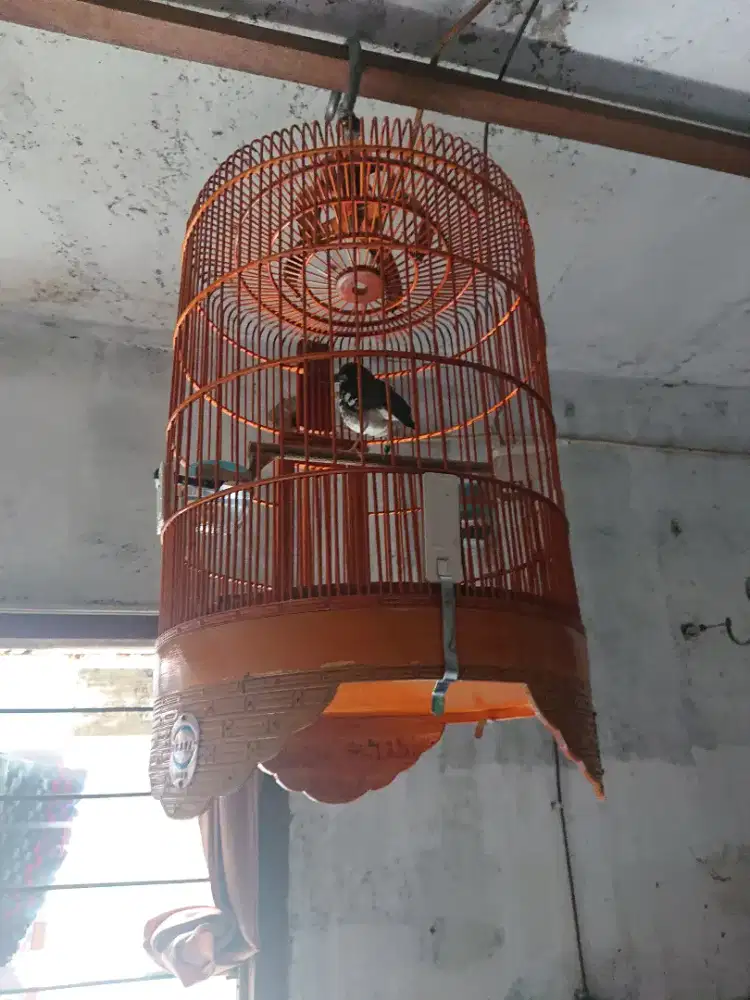 Anis kembang pastol harian wiksar jinak mulus tt bs