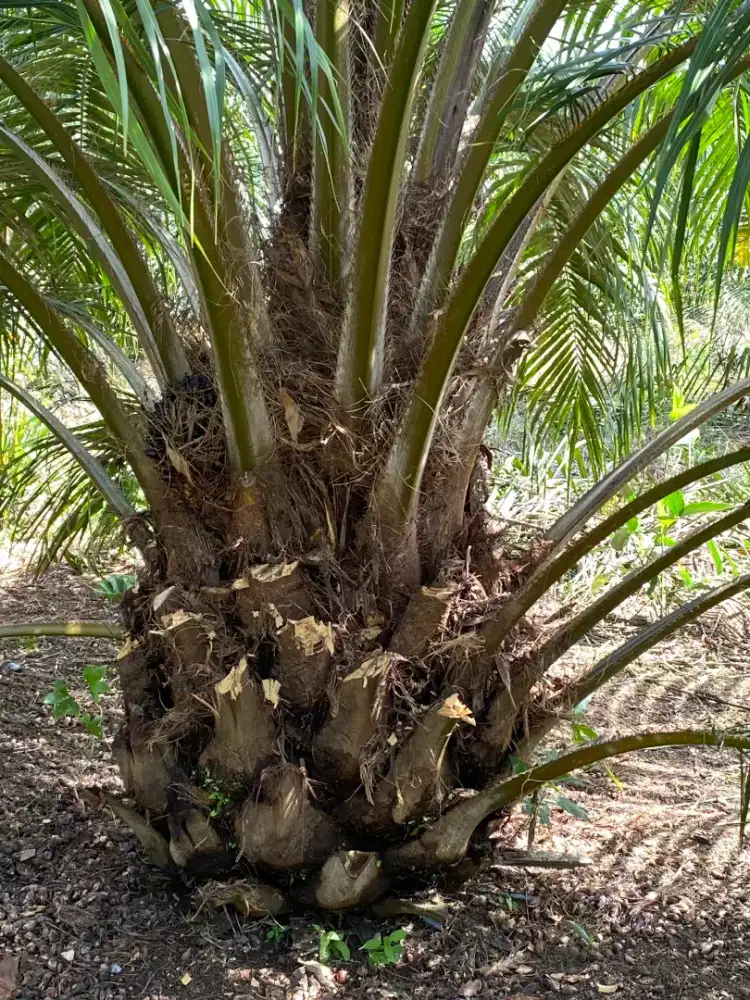 Cari karyawan lanjang danpasutri
