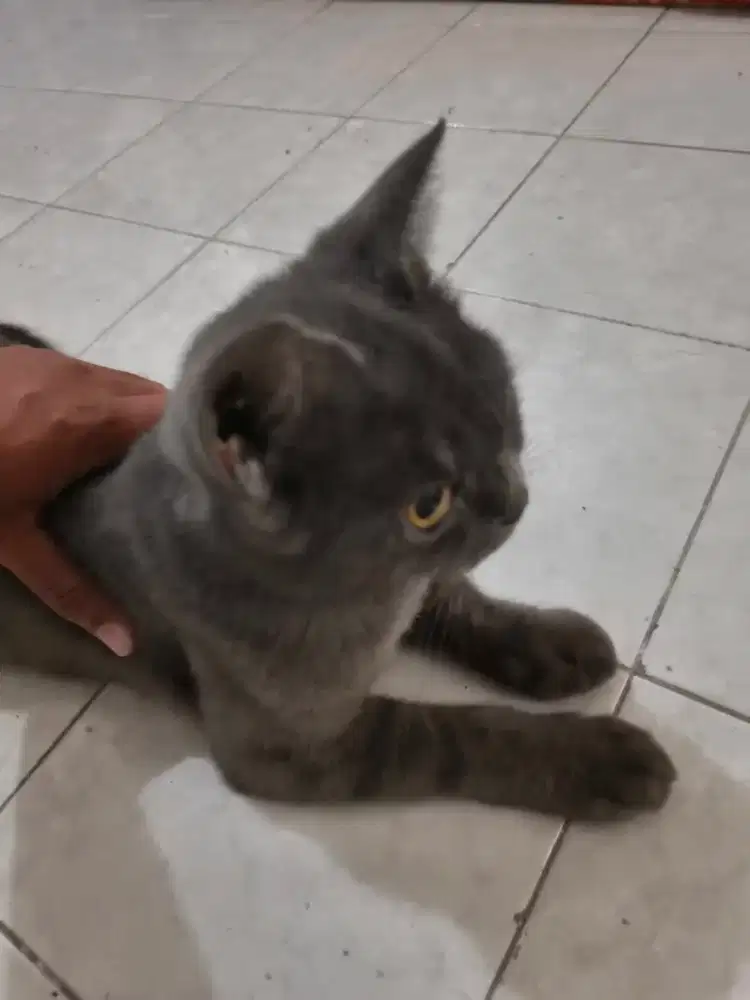 Kucing British Short Hair BSH Betina