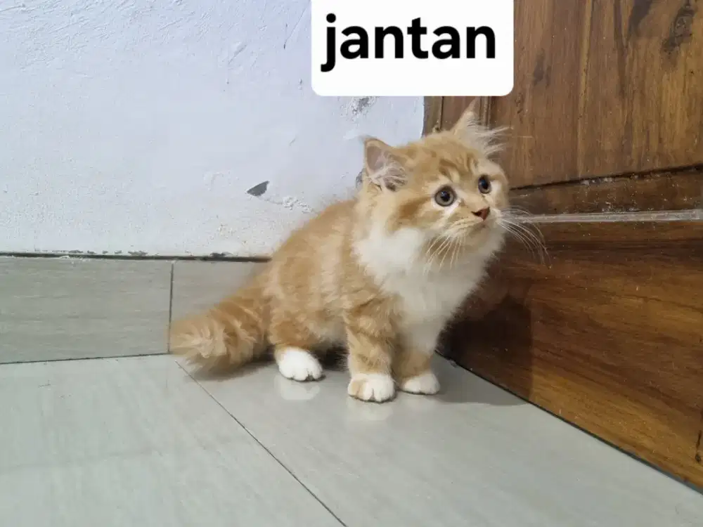 Kucing sepasang kitten persia