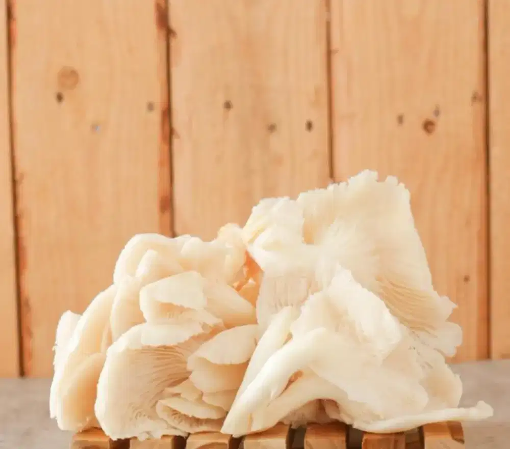 Jual Jamur Tiram Putih Fresh langsung dari SaNiMur