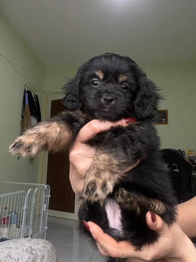 Anak anjing Maltipoo