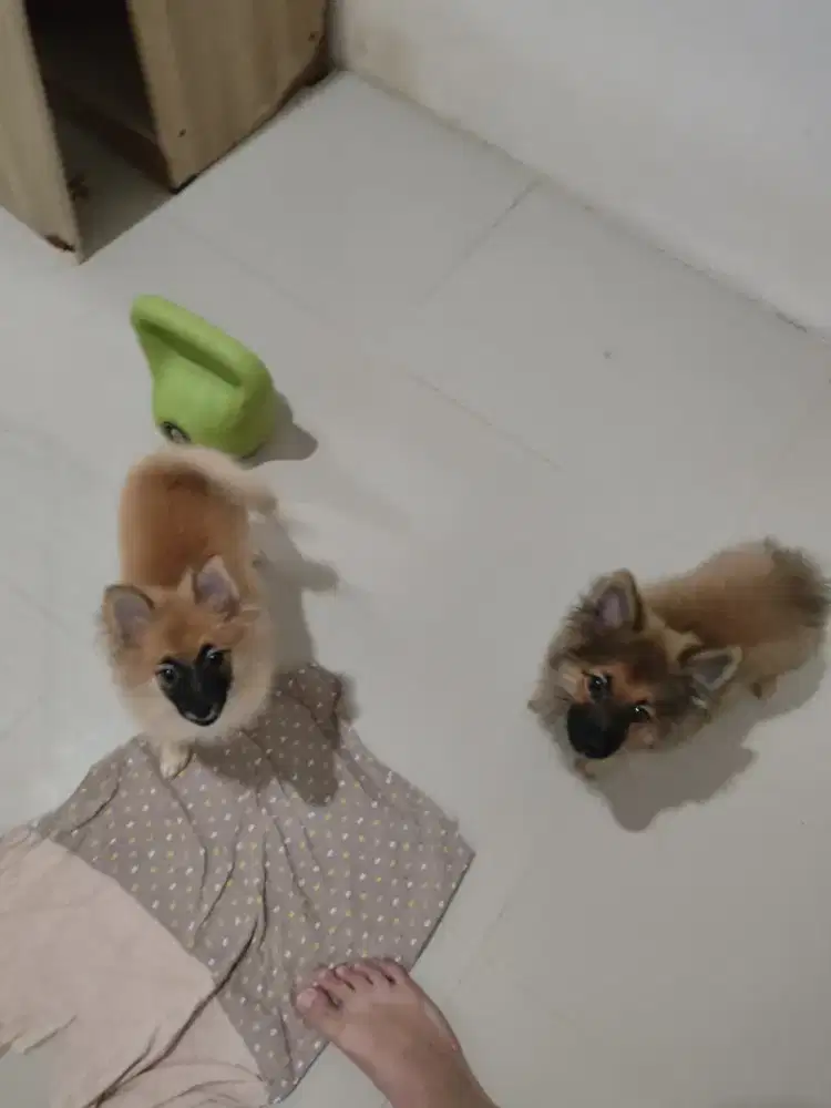 Anak anjing pom