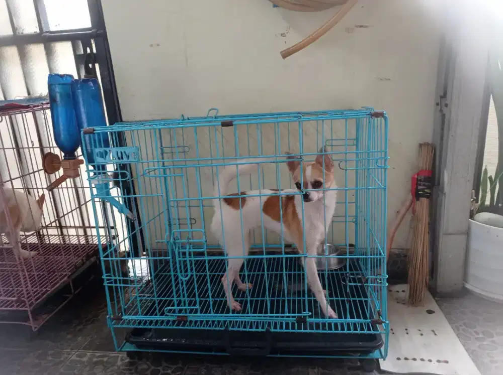 Anjing Chihuahua betina