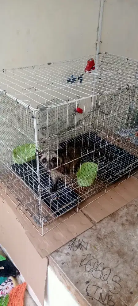 Musang pandan Betina Muka Putih Cakep Jinak + Kandang