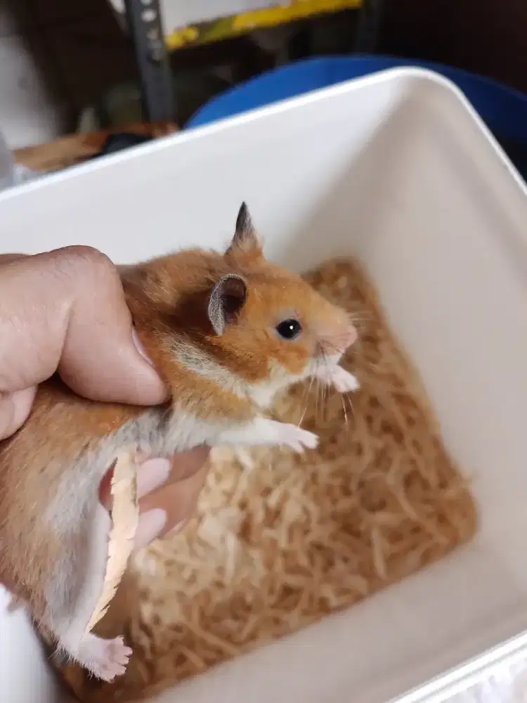 Hamster syrian sepasang imut