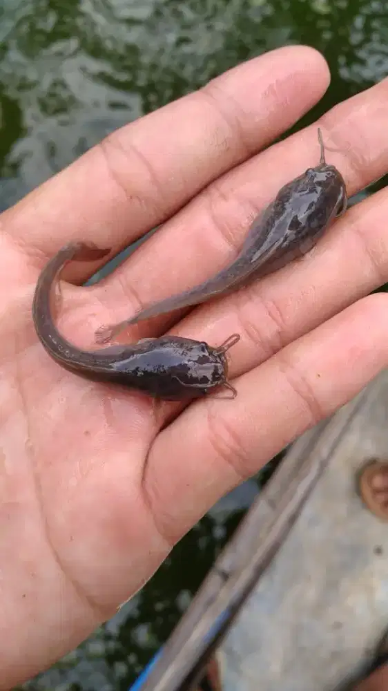 Bibit lele mutiara unggul