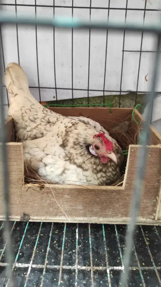 Ayam kate indukan betiana juga pitikan