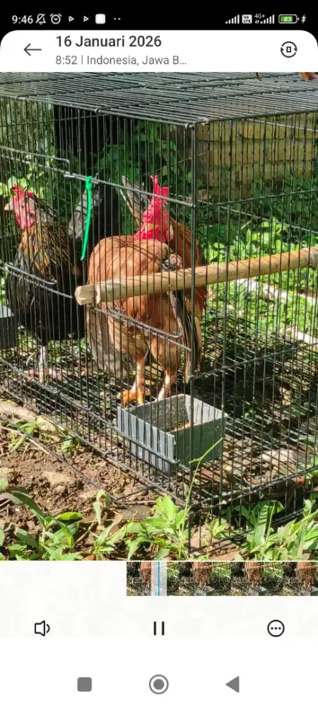 Ayam serama betina temA