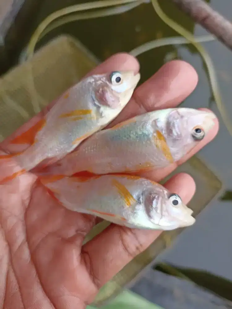 Bibit nila bangkok,hormon dan non hormon