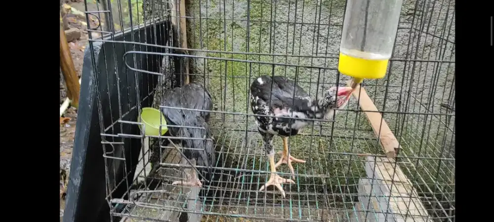 Anak ayam bangkok usia 3 bulanan