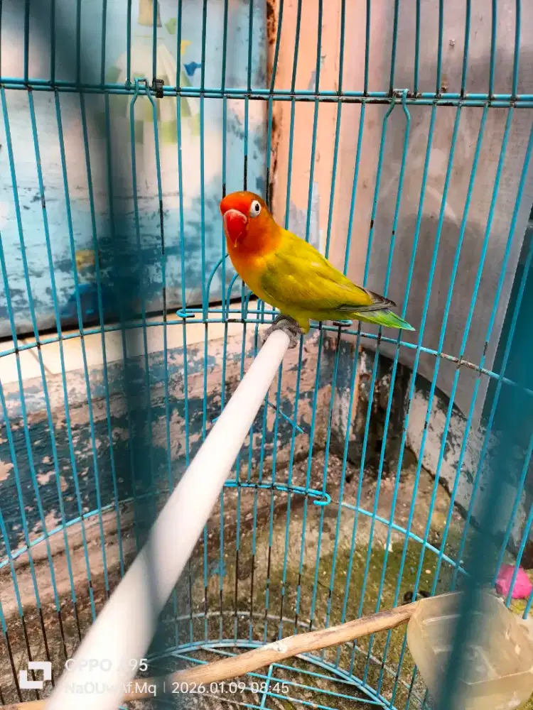 Burung lovebird jantan dewasa