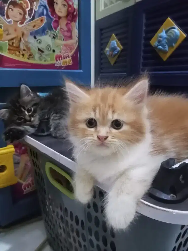 anakan persia sepasang